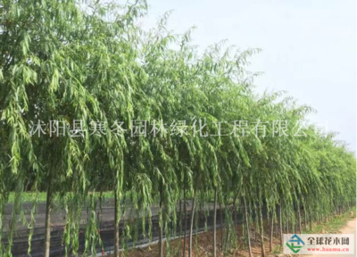 【江蘇【青皮垂柳】最新青皮垂柳_價格_圖片_產(chǎn)地報價表詳情描述供應(yīng)|大葉黃楊 瓜子黃楊 金葉女貞 紅葉小檗 叢生紫荊 叢生紫薇 紫葉李 重生花石榴 等200種綠化苗木沭陽縣寒冬園林綠化工程商鋪