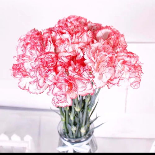 康乃馨 三八節的溫情獻禮，從基地到家居的藝術綻放